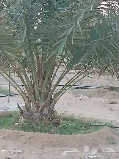 نخل للبيع جميع النواع انخل العربي سكري إخلاص برحي صقعي مجدول 1
