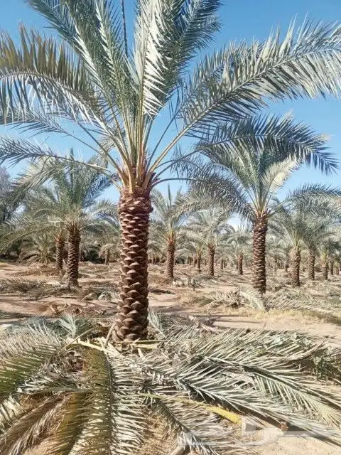 نخل للبيع 2