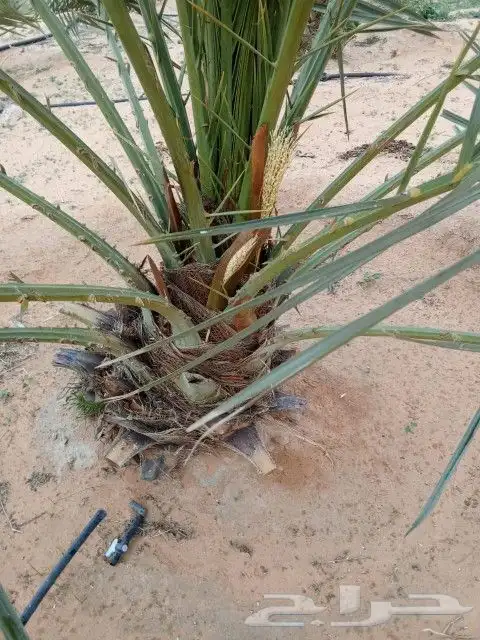 يوجد لدينا نخيل للبيع بجميع انواعها ومقاساته بأسعار مناسبه 0