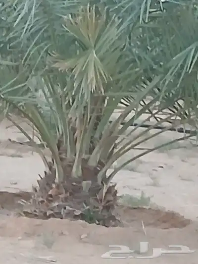 نخل للبيع جميع النواع انخل العربي سكري إخلاص برحي صقعي مجدول 0