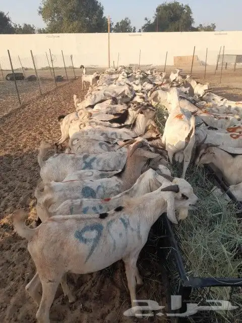 بربري وتيوس مزارع صفوة الحلال 1