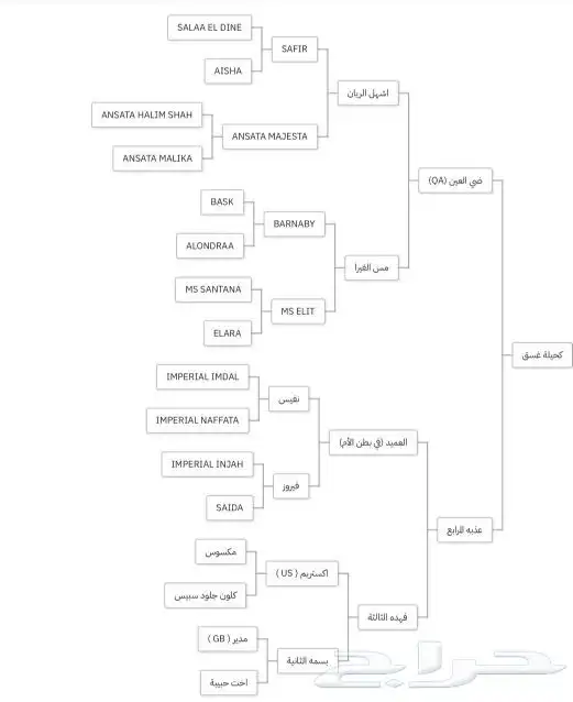 فرس كميت ومشباة من فحل أسود 3