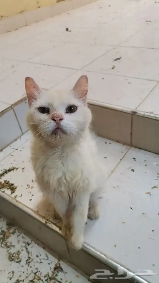 قط ضائع ابو عريش 0