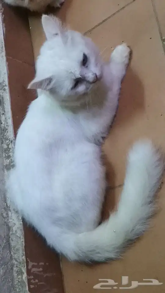 قط ضائع ابو عريش 2