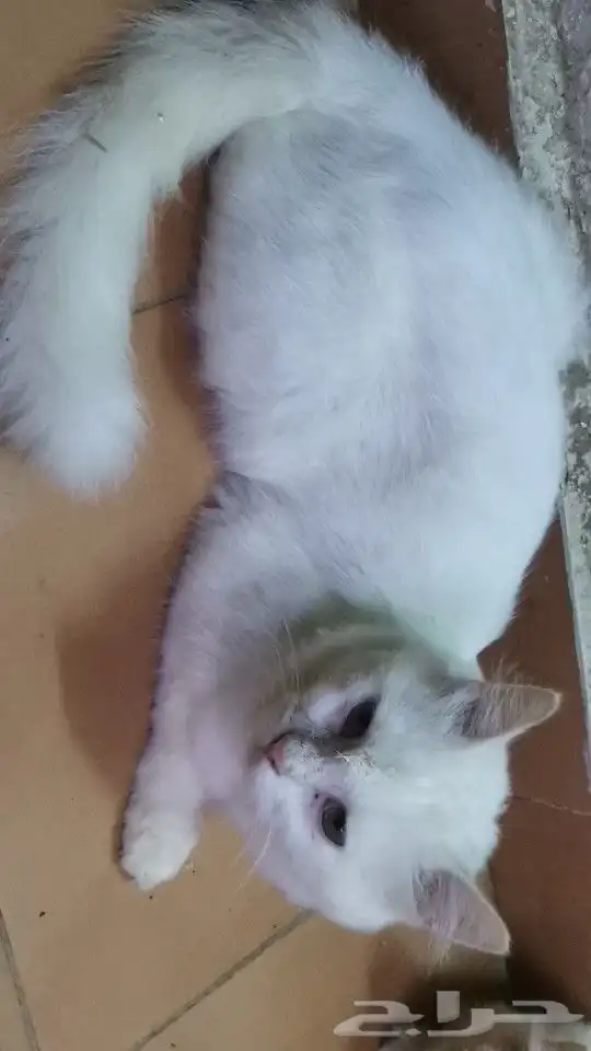 قط ضائع ابو عريش 3
