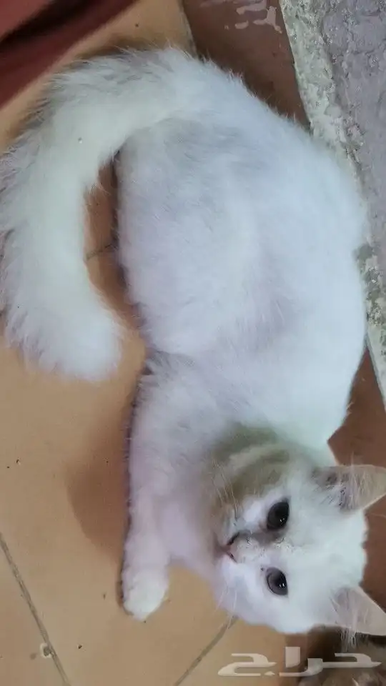 قط ضائع ابو عريش 4