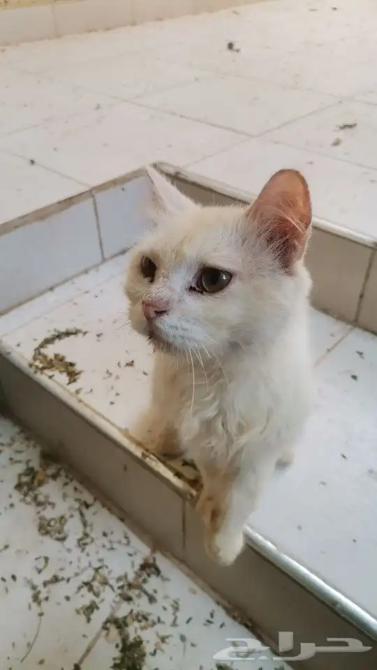 قط ضائع ابو عريش 1