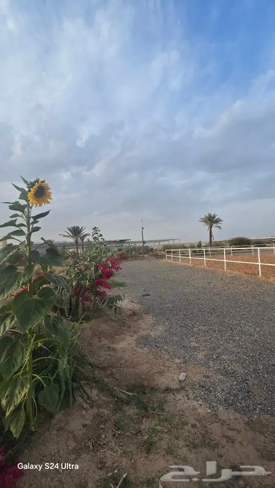 مربط الراحة لايواء الخيل 26