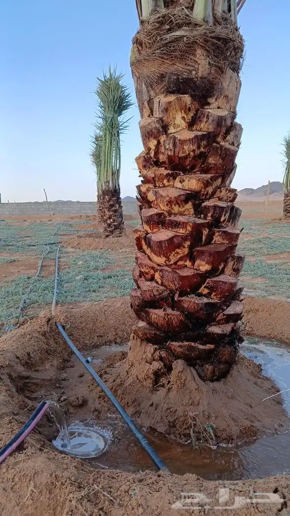 نخل للبيع 6
