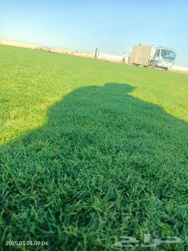 تنسيق حدائق حديثه جميع انواع لاشجار وثيل الطبيعي 5