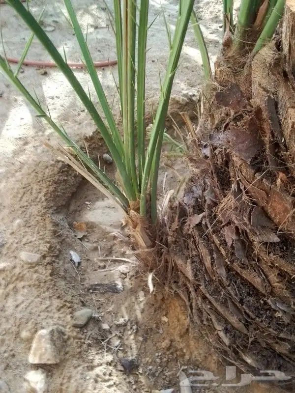 يوجدلدينافسايل بياض 2