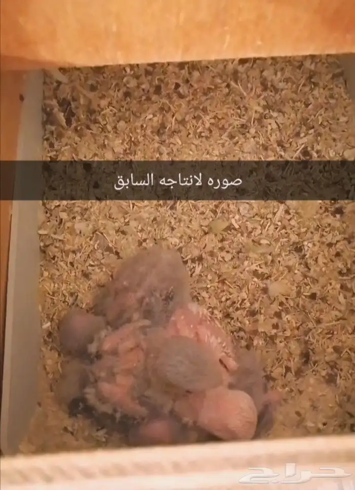 زوج روز منتج ((تم البيع)) 1