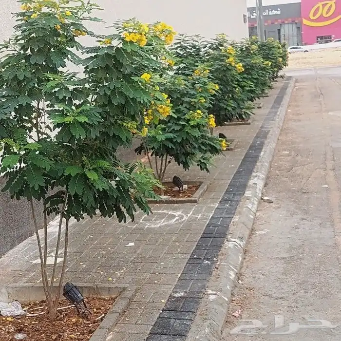 تنسيق حدائق حديثه جميع انواع لاشجار وثيل الطبيعي 6