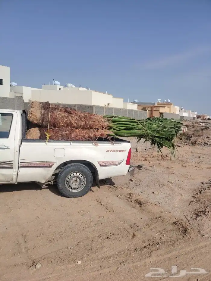 نخل زينه واشنطن جميع المقاسات متوفره اتوصل 2