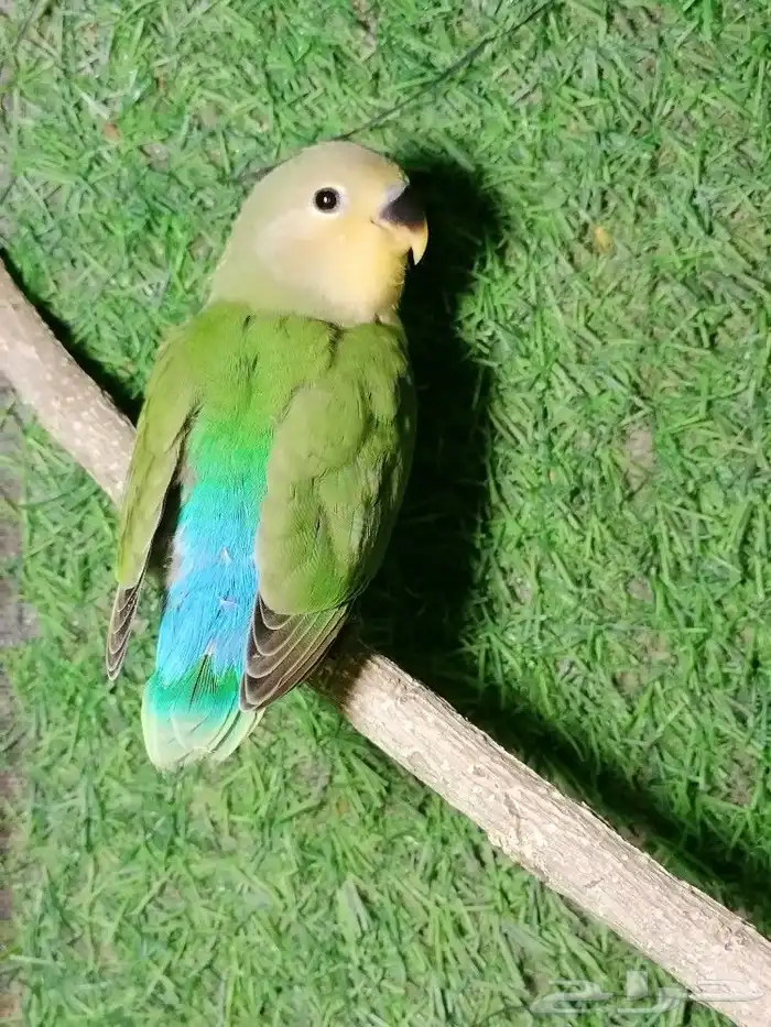 روز اليف 3
