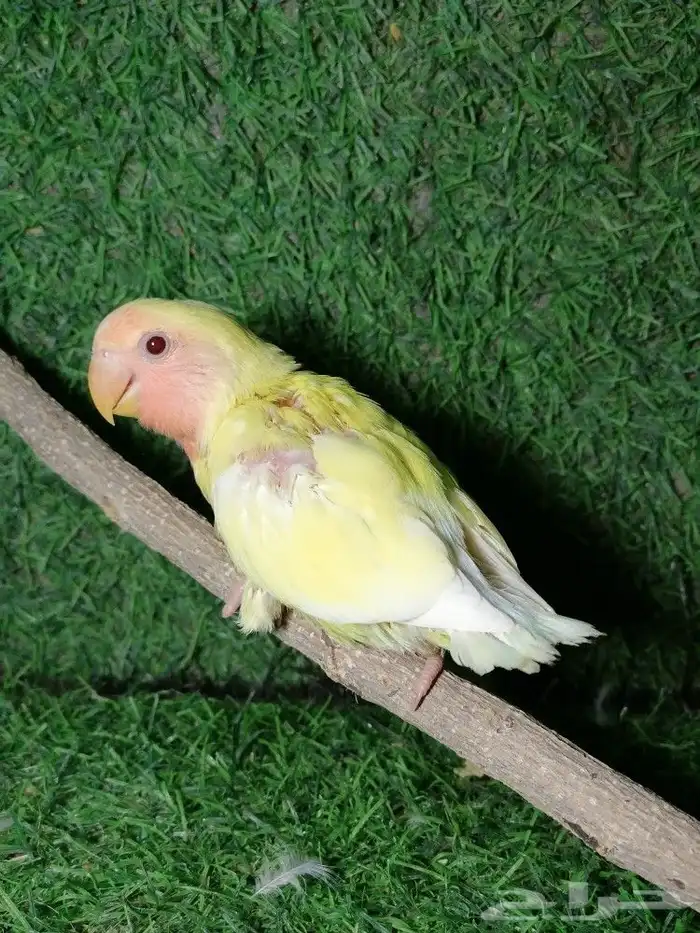 روز اليف 4