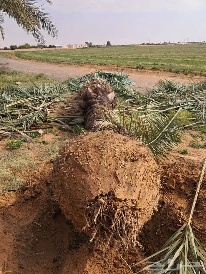 جميع اعمال النخيل 5