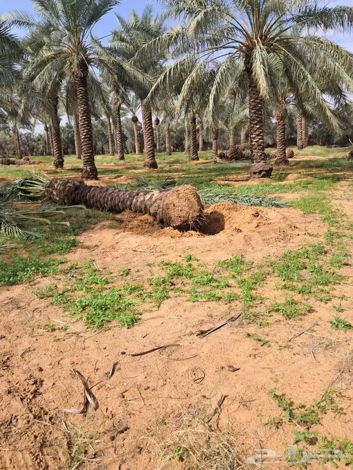 جميع اعمال النخيل 3