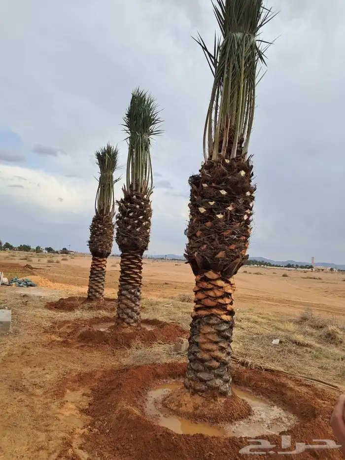 جميع اعمال النخيل 1