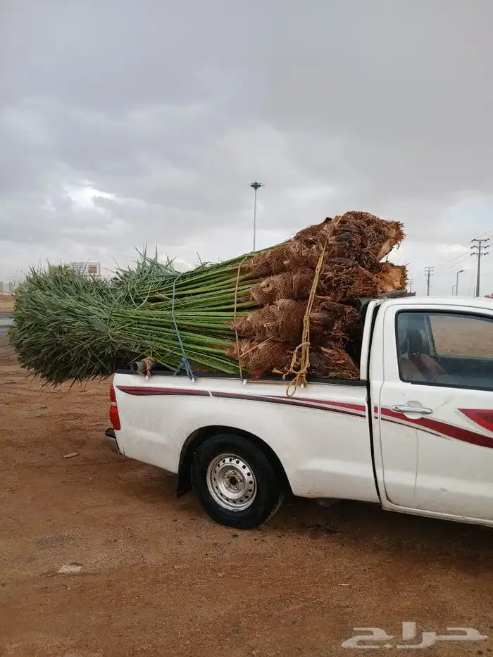 يوجد لدينا جميع انواع نخيل للبيع 0