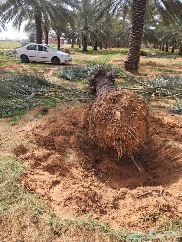 جميع اعمال النخيل 7