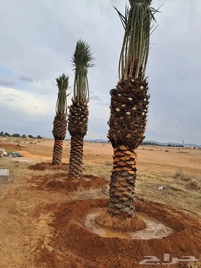 جميع اعمال النخيل 0