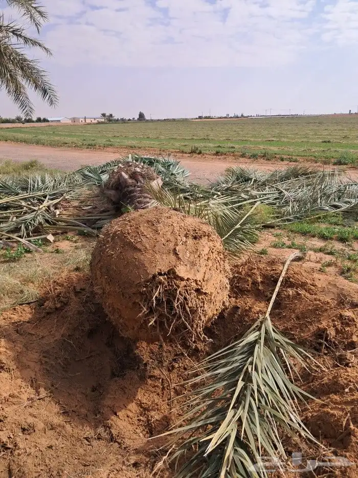 جميع اعمال النخيل 6