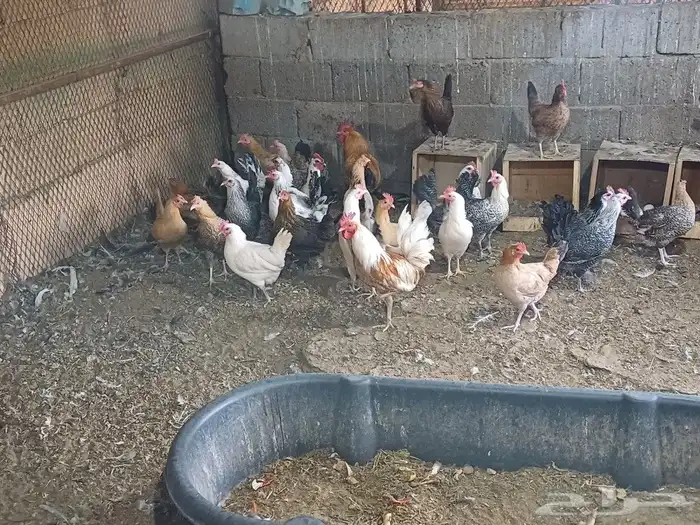 دجاج بلدي بيض العمر سنه الصحه شرط والحمدلله 0