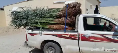 نخل طيب تواجد في مكه الطائف واسعار مناسبه الجميع فيه البرحيه 8