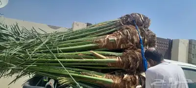 نخل طيب تواجد في مكه الطائف واسعار مناسبه الجميع فيه البرحيه 1