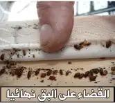 شركة تنظيف بالبخار بالطائف شركة مكافحة حشرات بالطائف 8