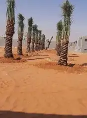 يتوفر لدينا نخل واشنطني عربي وجميع انواع الاشجار 6