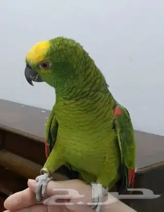 بلوفرنتد أليف متكلم جريء 3