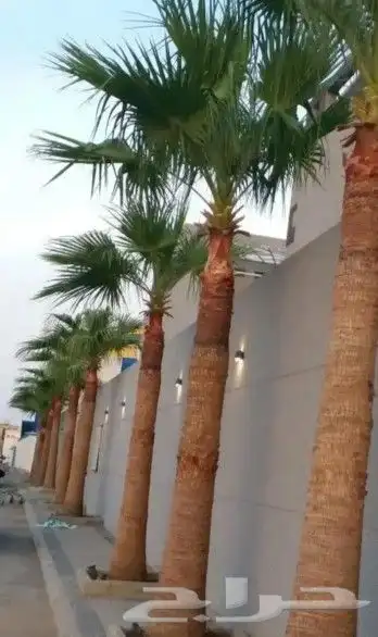 يتوفر لدينا نخل واشنطني عربي وجميع انواع الاشجار 8