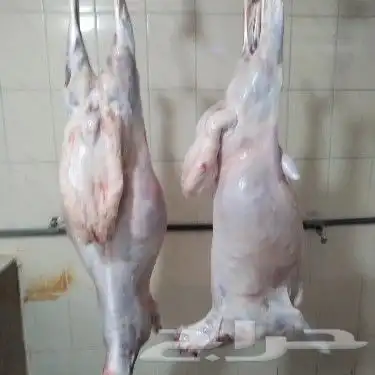 مزرعة ومراح حلال الديرة لبيع الذبايح مع خدمةالذبح والتوصيل 0