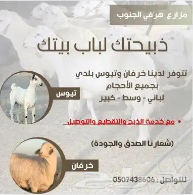 ذبائح تيوس وخرفان بلدي مع خدمة الذبح والتقطيع والتوصيل 0