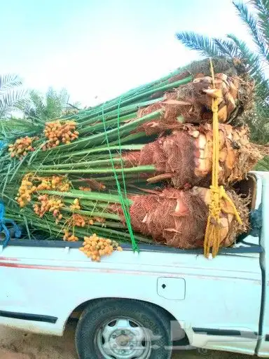 يوجد لدينا جميع انواع النخيل المثمرة وزينه للبيع 5