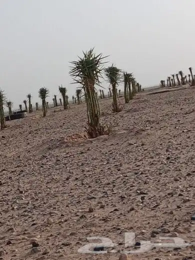 يتوفر لدينا نخل واشنطني عربي وجميع انواع الاشجار 5