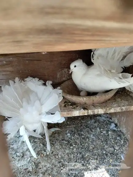 رقاص هندي زوجين 8