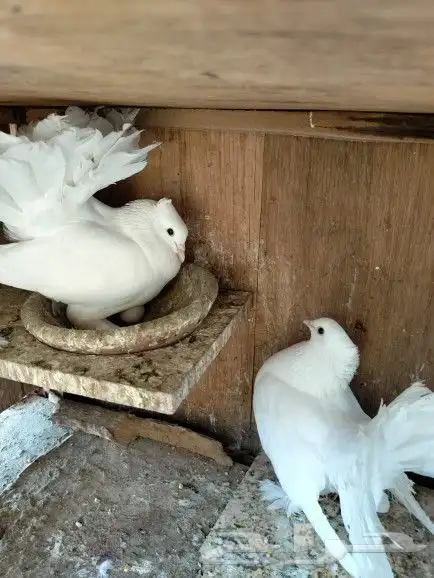 رقاص هندي زوجين 7