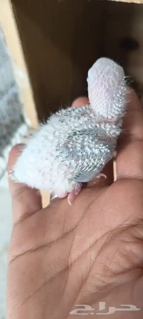 فروخ كنيور امريكان دايلوت 1