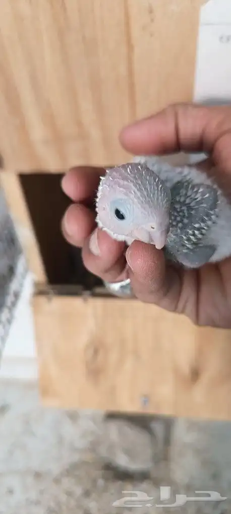 فروخ كنيور امريكان دايلوت 3