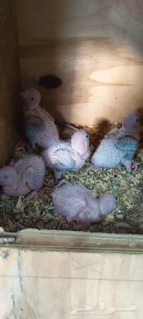 فروخ كنيور امريكان دايلوت 6