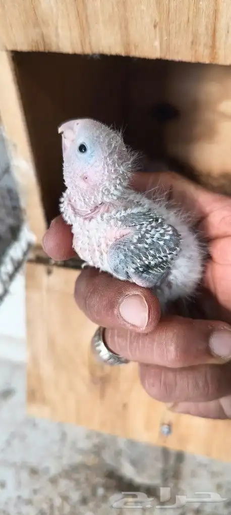 فروخ كنيور امريكان دايلوت 2