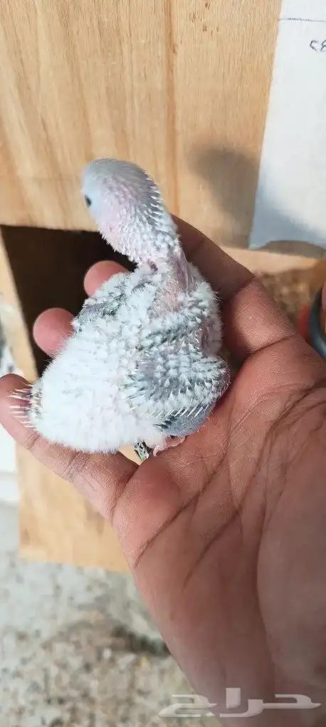 فروخ كنيور امريكان دايلوت 5