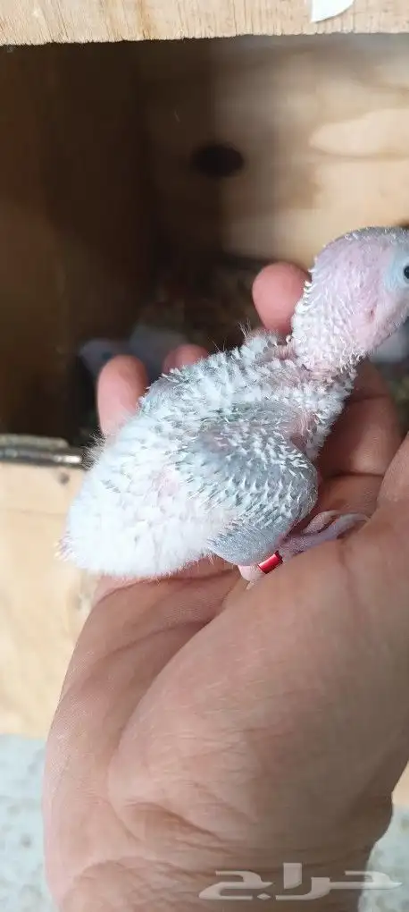 فروخ كنيور امريكان دايلوت 4