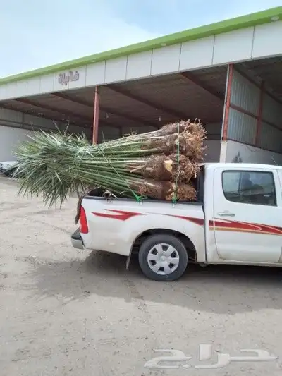 نخل طيب تواجد في مكه الطائف واسعار مناسبه الجميع فيه البرحيه 7