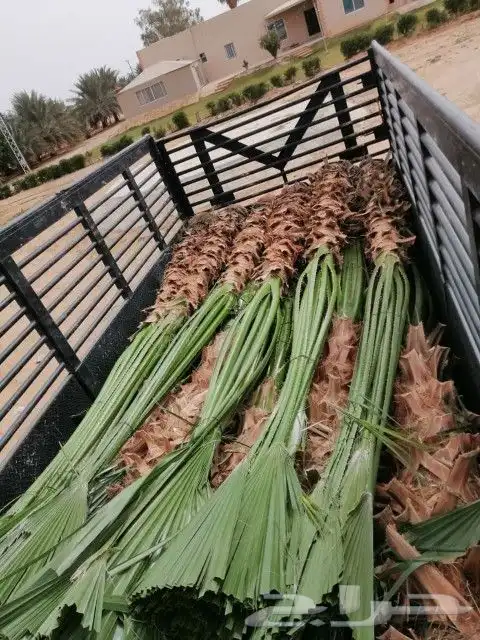 يتوفر لدينا نخل واشنطني عربي وجميع انواع الاشجار 0