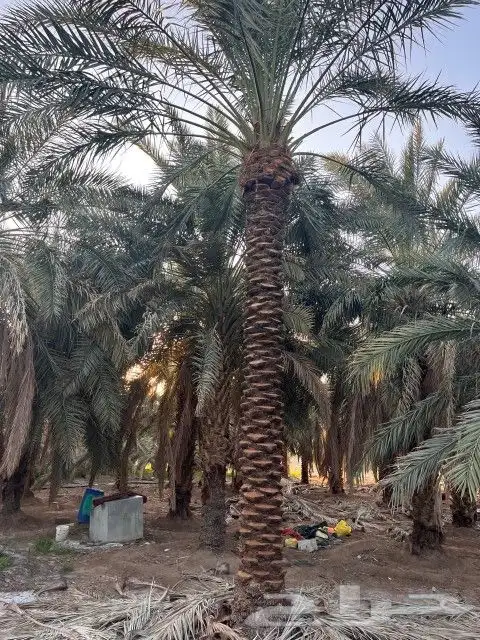 توريد نخبل عربي سكري خلاص بجميع انواع انخيل اتصل نصل ن 0