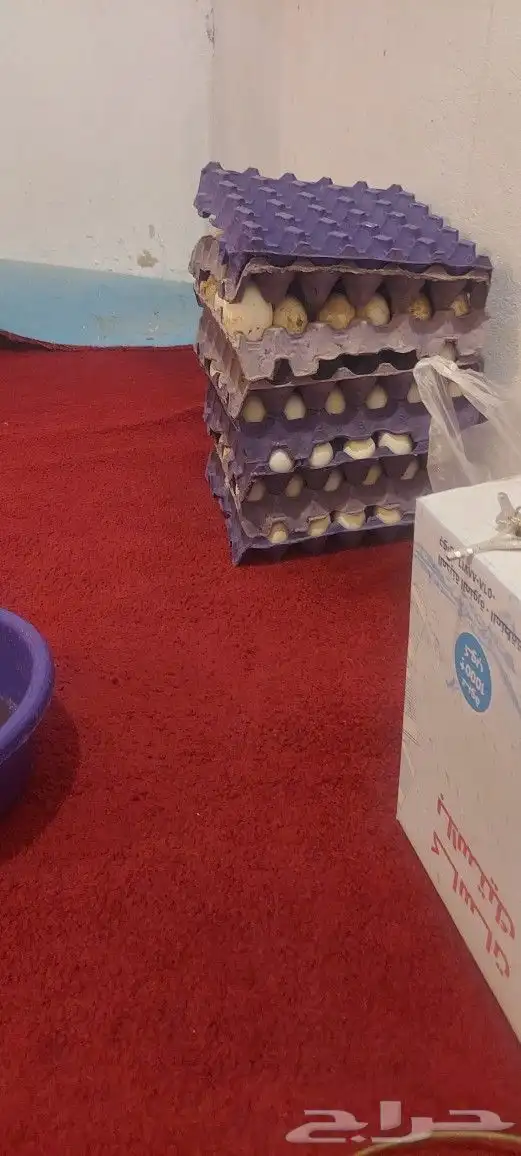 بيض بط مخصب 4